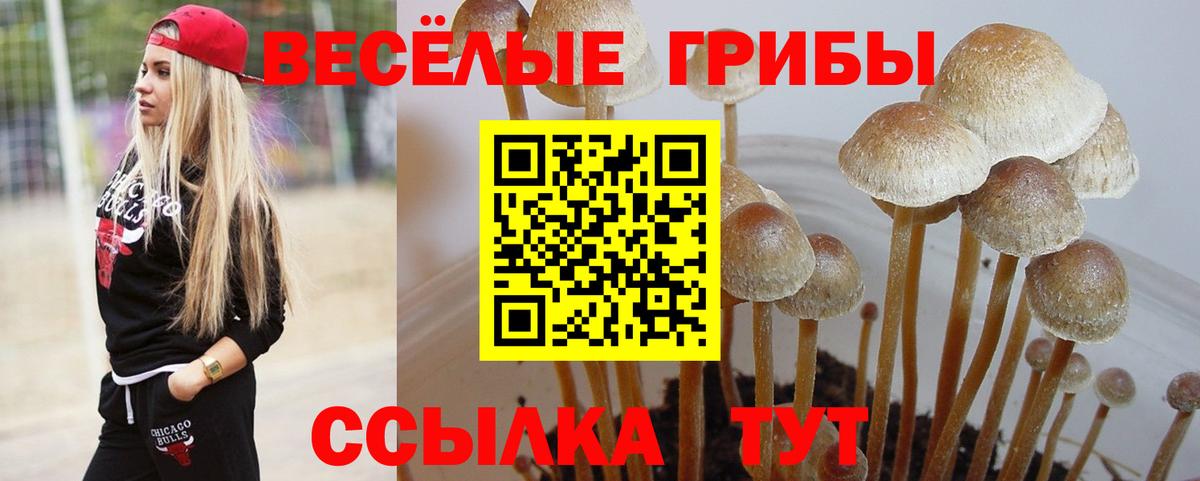 Кстово  Галлюциногенные грибы Psilocybine cubensis  Вход с VPN  Псилоцибиновые грибы мицелий 